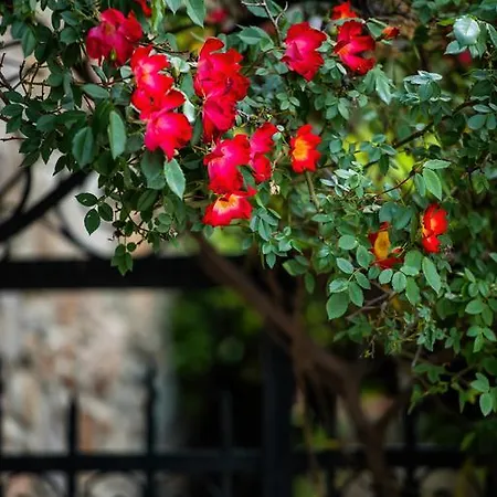 Villa Mulberry House